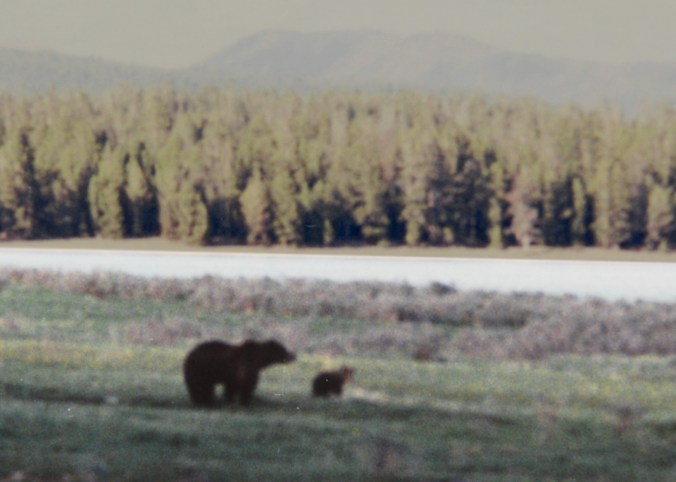Yellowstone, 1989, my first experience with a grizzly bear
