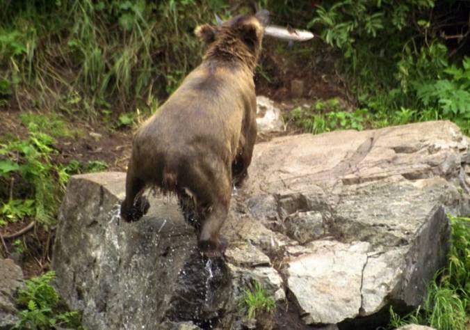 Copyright 2000, David E. Shormann Cubs' mother returning from her snorkeling trip with a sockeye.