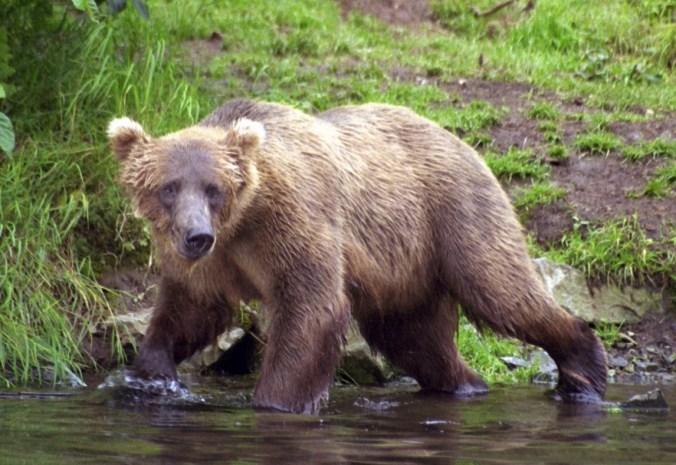 Copyright 2000, David E. Shormann Mother Grizzly, Wolverine Creek, Alaska