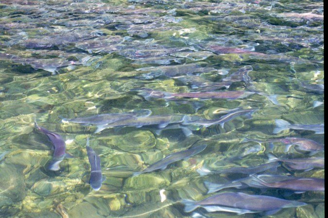 Copyright 2000, David E. Shormann Sockeye Salmon congregating at the outflow of Wolverine Creek.