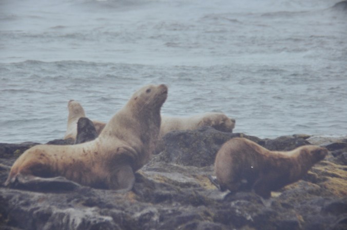 Stellar's Sea Lions, Pribilof Islands Copyright 1992, David E. Shormann