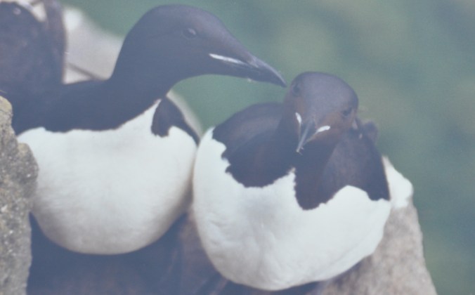 Thick-billed murres nesting on a cliff, Pribilof Islands Copyright 1992, David E. Shormann