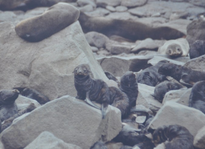 Baby Northern Fur Seals. Larger, lighter brown seals are mothers. Pribilof Islands. Copyright 1992, David E. Shormann