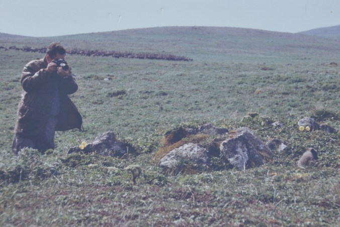 Dr. Flint photographing a baby Arctic Fox. Note the caribou herd in the background. Pribilof Islands Copyright 1992, David E. Shormann