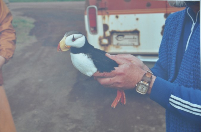 Dr. Golovkin holding a horned puffin, Pribilof Islands Copyright 1992, David E. Shormann