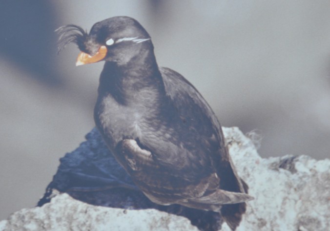 Crested Auklet, Pribilof Islands Copyright 1993, David E. Shormann