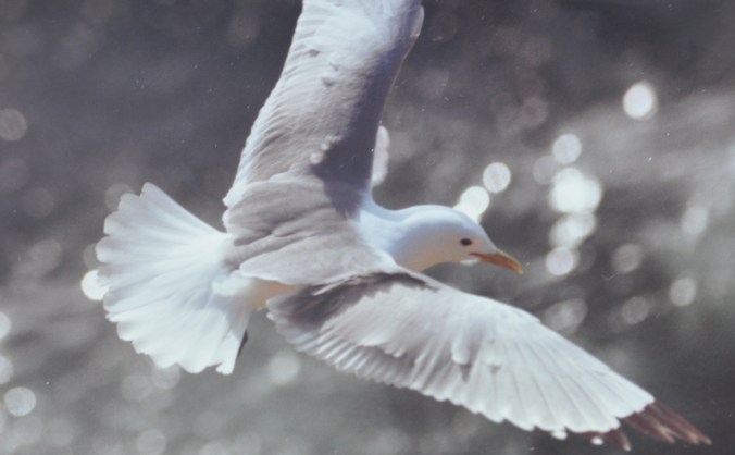 Black-legged kittiwake, Pribilof Islands Copyright 1993, David E. Shormann