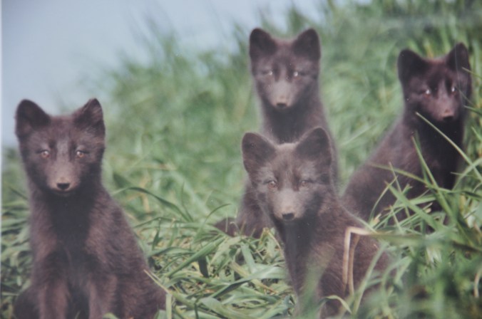 Arctic Fox puppies, Pribilof Islands Copyright 1992, David E. Shormann