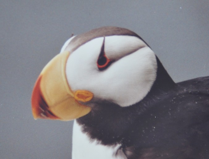 Horned Puffin, Pribilof Islands Copyright 1993, David E. Shormann
