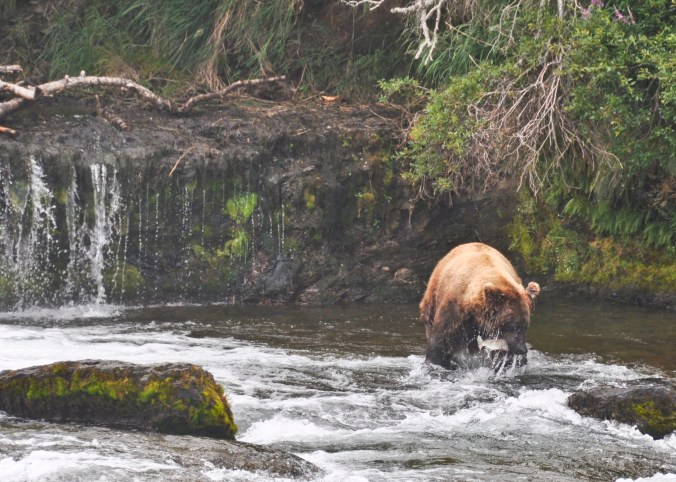 Bears are plentiful in Katmai National Park