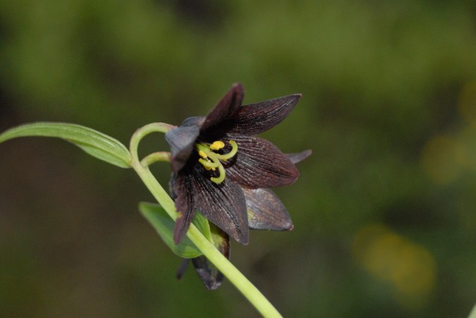 chocolate lily