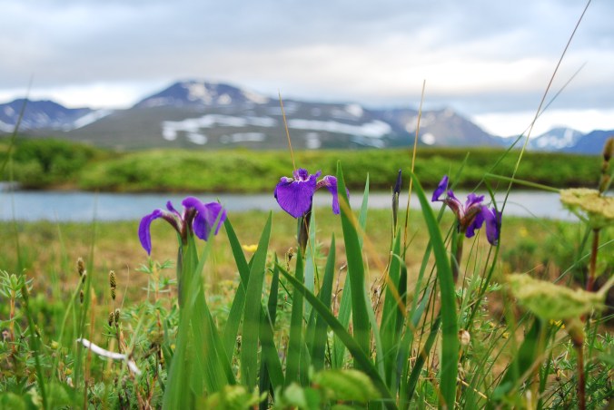 Wild iris