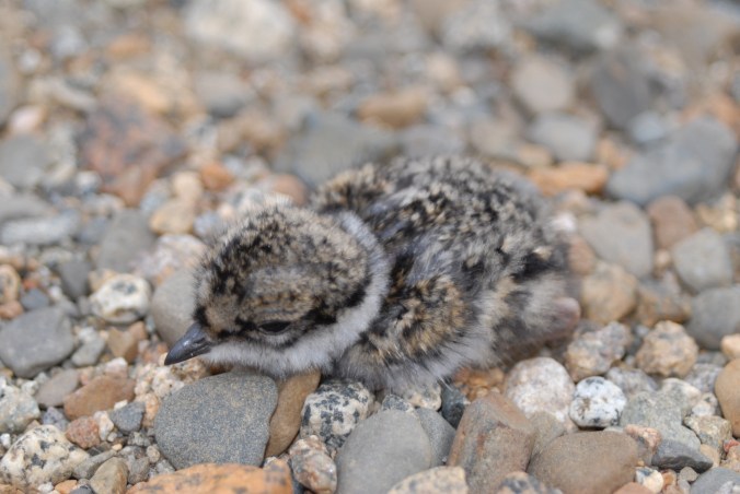 Semipalmated Plover Chick