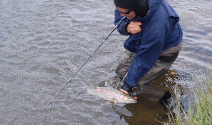 Rainbow trout