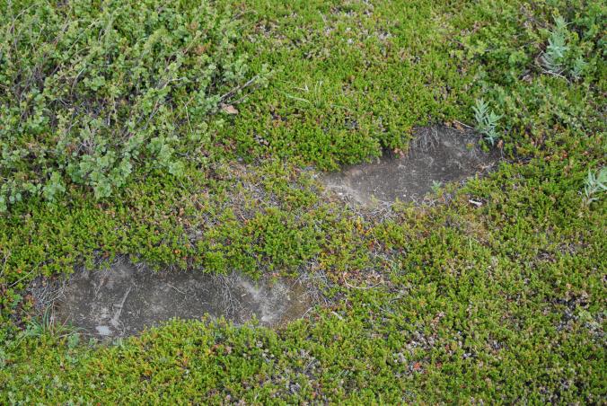 Grizzly Tracks