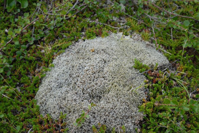 Reindeer Lichen