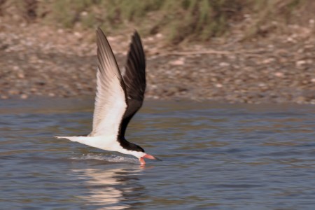 Black skimmer, "skimming" for fish