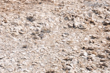 Camouflaged Black Skimmer eggs