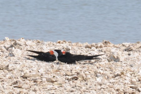 Black Skimmers take turns incubating the eggs