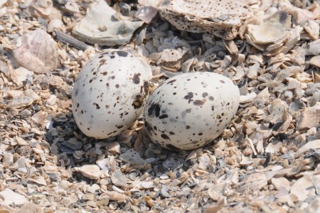 Black Skimmer eggs