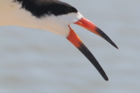 A black skimmer's lower mandible is longer than the upper