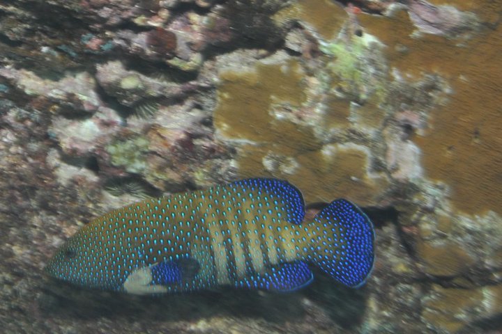 peacockgrouper