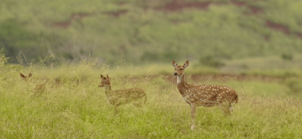 Female axis deer and fawns.